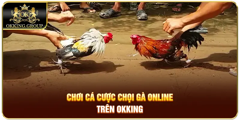 Chơi cá cược chọi gà online trên Okking