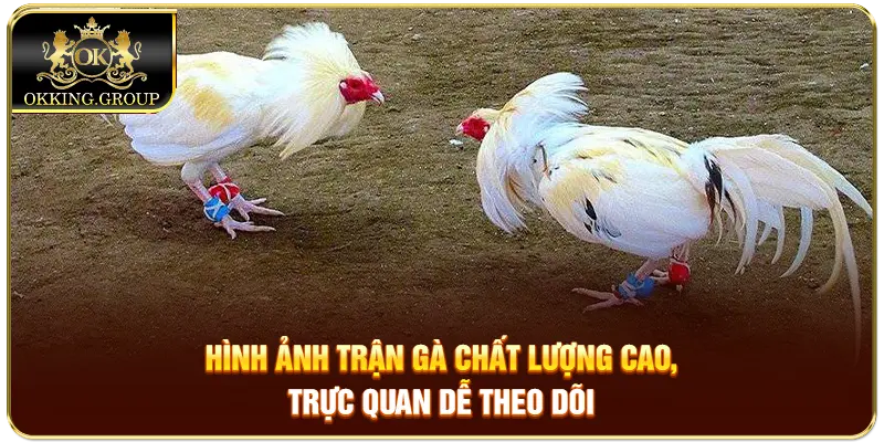 Hình ảnh trận gà chất lượng cao, trực quan dễ theo dõi