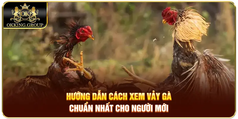 cách xem vảy gà