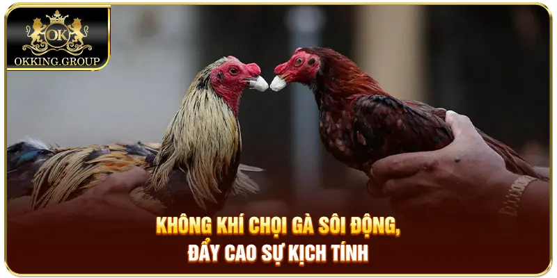 Không khí chọi gà sôi động, đẩy cao sự kịch tính