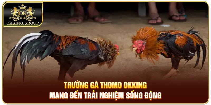 Trường gà Thomo Okking mang đến trải nghiệm sống động