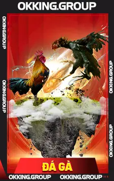 đá gà okking