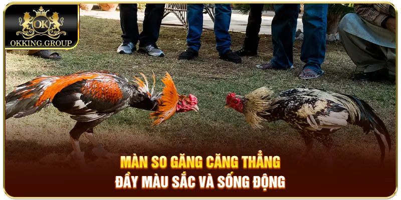 Màn so găng căng thẳng đầy màu sắc và sống động